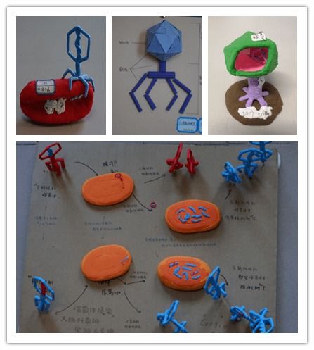 蕴藏生命密码的优美螺旋 湖南师大附中2019级第二次生物模型制作大赛作品出炉啦